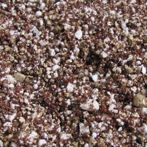 Alternative Cephalotus (Australian Pitcher) Soil Mix