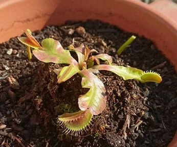 sick flytrap