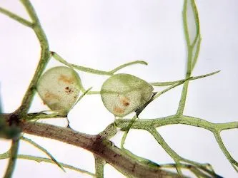 Traps of Utricularia aurea